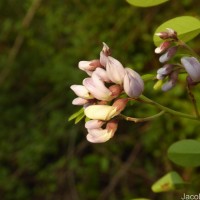 Dalbergia lanceolaria L.f.